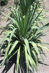 Yucca plant