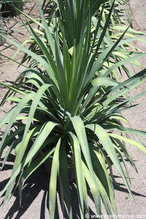 Yucca Pendula