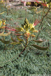 Desert Bird of Paradise Shrub