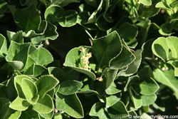 Euonymus hedge