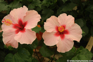 Hibiscus flowers