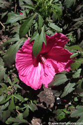 Hibiscus flowering shrub