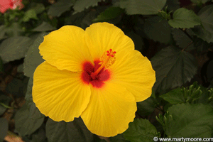 Yellow Hibiscus flower