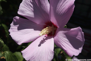 Hardy Hibiscus