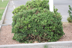 Indian Hawthorn shrub