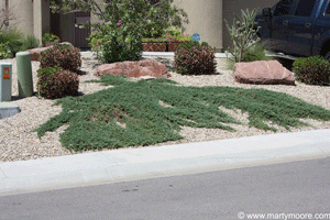 Rug Juniper