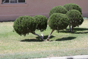 Shaped Juniper