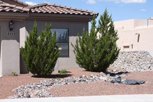 Tularosa Juniper