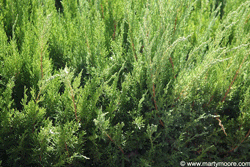 Juniper shrub