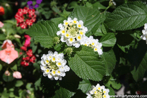 Lantana flowers