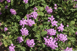 Lantana flowers