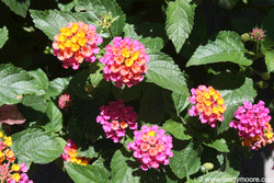 Lantana flowers