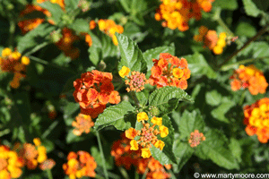 Lantana flowers