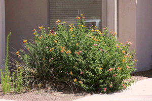 Lantana plant