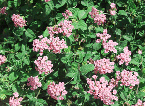 Lantana flowers