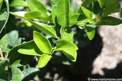 Ligustrum shrub