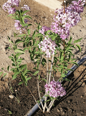 Lilac shrub