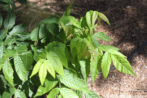 Mexican Buckeye tree