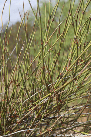 Mormon Tea shrub