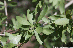 NM Privet leaves