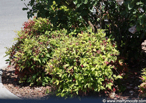 Dwarf Nandina