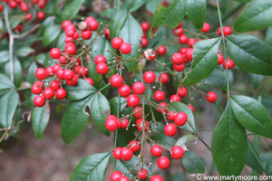 Nandina berries