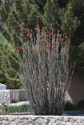 Ocotillo 