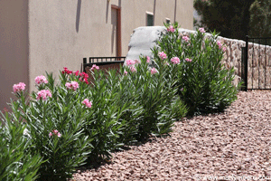 Line of Oleander shrubs