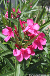 Oleander shrub