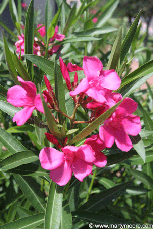 Pink Oleander flowers