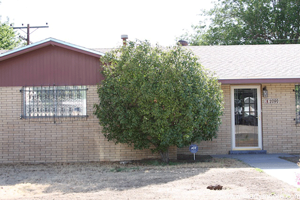 Photinia shrub