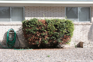 Pyracantha with freeze damage