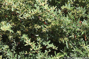 Pyracantha leaves and green berries