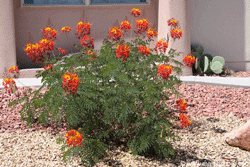 Red Bird of Paradise shrub