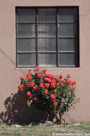 Florabunda Rose bush