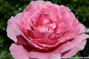 Pink Rose flower