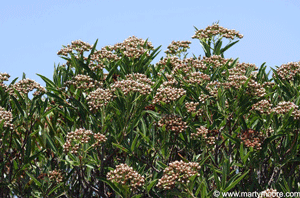 Arizona Rosewood shrub