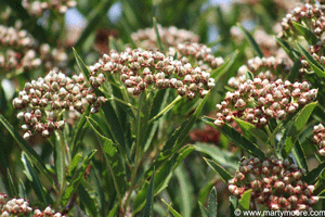 Arizona Rosewood shrub