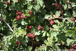 Skunk Bush shrub