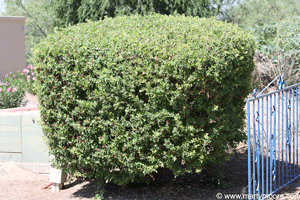 Sheared Skunk Bush