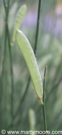 Spanish Broom seed pods