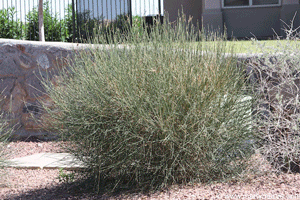 Spanish Broom shrub