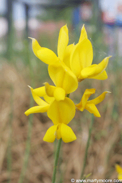 Spanish Broom flowers