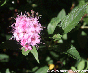 Pink Spirea flowers