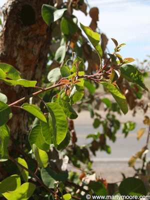 Sugar Bush shrub