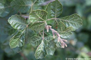 Sumac leaves