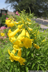 Tecoma Stans flowering desert shrub