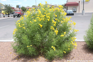 Tecoma stans shrub