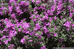 Purple Sage plant