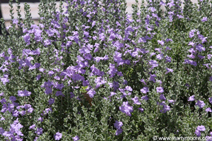 Texas Purple Sage